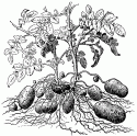 Potato Seed - tubers
