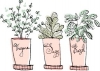 Herbs