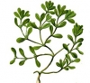 Purslane