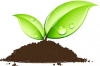Sprouting Seed