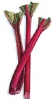 Rhubarb Crowns