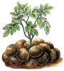 Potato Seed - Tubers