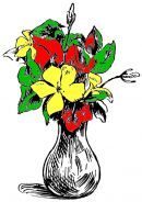 SEEDS - Flower Collection