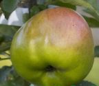 Apple, Bramley's Seedling - 2 year Bush