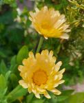 Flowers , Marigold 'Massive Dwarf Multicolour Mix