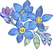 Flowers , Forget - Me - Not Blue (Circa 1300s) For the Butterfiles