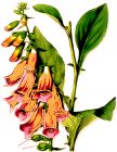 Flowers , Foxglove - Digitalis 'Pale Apricot' (last few)