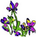 Flowers , Heartsease - Viola tricolour (Herb)