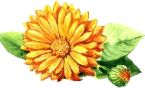 Flowers , Marigold 'Pot' - Calendula officinalis (Seed)