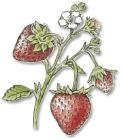 Strawberry, Alpine , Alexandria RED - Wild Woodland
