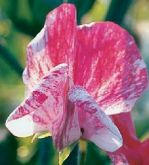 Flowers, Sweet Pea , 'America' Grandiflora - Fragrant (Reddish-pink / White Streaks)