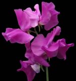 Flowers, Sweet Pea , 'Eclipse' Spencer - Fragrant (Ruffled Deep Purple/Mauve)