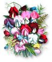 Flowers, Sweet Pea Mix , Heritage 'Grandiflora'  - Fragrant