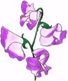 Flowers, Sweet Pea , 'Lady Nicholson - 'Fragrant Spencer' (Two Toned Purple / Mauve)