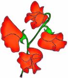 Flowers, Sweet Pea , 'Mumsie' Spencer - Fragrant (Radiant Crimson Red)