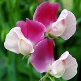 Flowers, Sweet Pea , 'Painted Lady' Grandiflora - Fragrant Mauve Pink & White Bi-colour