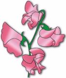 Flowers, Sweet Pea , Sylvia Moore - 'Fragrant' Spencer - Salmon Pink (New to Us)