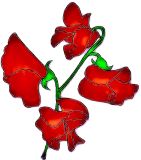 Flowers, Sweet Pea , 'Winston Churchill' (Wavy) Spencer - Fragrant (Deep Crimson Red)