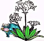 Sweet Woodruff - Herb , Ladies in the Hay (Shade - Perennial)