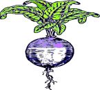 Turnip , Milan - Early Purple Top (Spring & Early Autumn Planting)