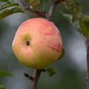 Apple, Bardsey - 2 year bush