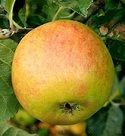 Apple, Blenheim Orange - 2 year bush