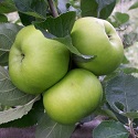 Apple, Bramley's Seedling - 3 year bush SPECIAL DELIVERY OR COLLECTION