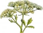 Anise (Seed) - Herb (Aniseed)