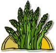 Asparagus (Seed)