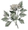Lovage - Herb (Seed)