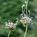 Allium (Edible), Allium ampeloprasum - Babington Leek  (5 x Pips) In PKT