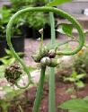 Allium (Edible), Allium proliferum, 'Egyptian Walking Onion’