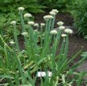 Allium (Edible), Allium fistulosum 'Welsh Onion'
