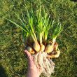 Allium (Edible), Allium cepa Aggregatum 'Potato Onion’