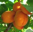 Apricot, Early Moorpark - 2 year Bush (BARE-ROOT)