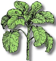 Asturian Tree Cabbage , Loose leaf Spanish Heirloom Cabbage/Kale