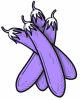 Aubergine (Egg Plant) , Long Purple (Oriental Slender Voilet)