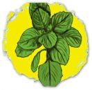 Basil - Herb , Lemon Flavour (Lao basil)