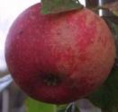 Apple, Beauty of Bath - Maiden (BARE-ROOT)