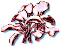 .Beetroot , Bulls Blood - Beet Leaf Top (Salad Leaf)