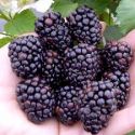 Blackberry, Reuben - Primocane