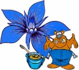Borage Blue - Herb , Bugloss or 'Blue Star flower'