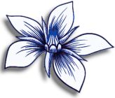 Borage Alba - Herb , Bugloss - White Star Flower