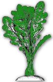 Broccoli Raab - Leaf Top , Rapa da Foglia - Senza Testa