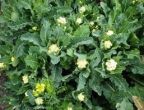 Perennial Broccoli Plant, Nine Star