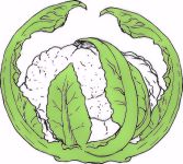 Cauliflower , Baby  (Pot or Container) One of the Smallest (New)