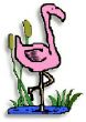 Chard, Swiss , Flamingo Pink 'Beet leaf'