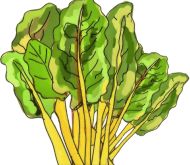 Chard, Swiss , Giallo - Bright Yellow 'Beet Leaf' (NEW to Us)