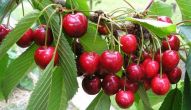 Cherry, Lapins Cherokee (Dessert) - Maiden