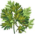 Chervil - Curly Herb , Brussels Winter - Curly Leaf